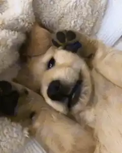 Golden Retriever puppy yawning