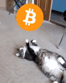 Cat playing with Bitcoin logo