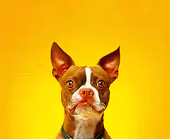 Smug Dog Says You're Welcome