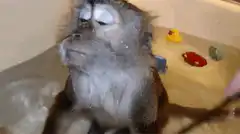 Monkey enjoying a bath and combing