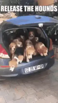 Release the hounds beagles