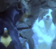 Dog smiling at penguin