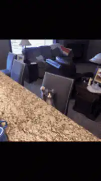 kitten reaching for counter