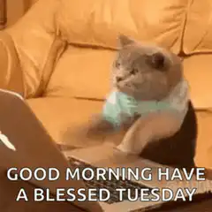 cat typing on laptop good morning