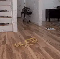 Boston Dynamics robot slips on banana peel
