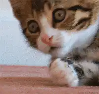 kitten wiping face with paw