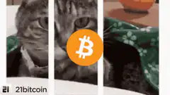 Cat Bitcoin meme
