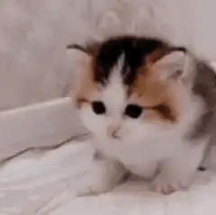 calico kitten sitting on bed
