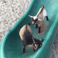 Two baby goats on a green slide