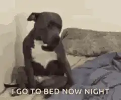 Dog says I go to bed now night