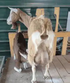 Baby goat suckling from mother