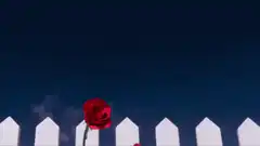 Red roses rising behind white picket fence