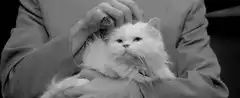 person petting fluffy white cat