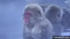 Japanese macaque relaxing in hot spring