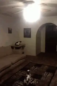 cat jumps to ceiling fan
