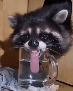 Raccoon drinking water with tongue