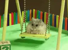 Hamster on a tiny swing