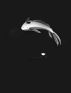Two koi fish swimming in a circle