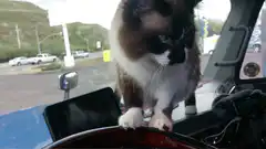 Cat sitting on truck steering wheel