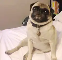 Pug sitting on bed