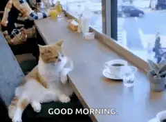 Cat saying good morning