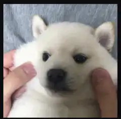 Puppy gets its cheeks squished and yawns