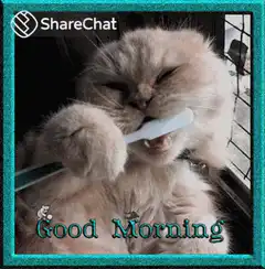 cat brushing teeth good morning