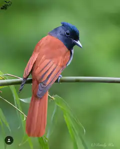 Rufous Fantail Bird on Bamboo