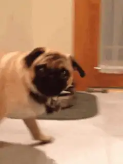 Pug walks and looks at camera