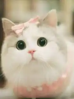 cute white cat with pink bow