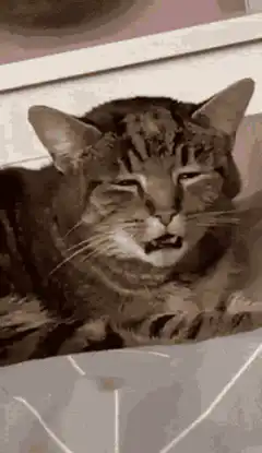Zooming in on a cat with a funny face