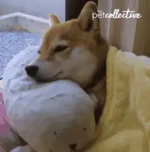 Sleepy Shiba Inu Dog