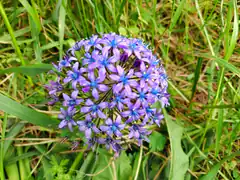 purple allium flower in grass