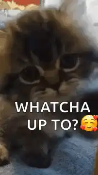 Fluffy cat whatcha up to