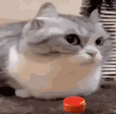 cat presses red button explosion