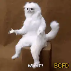 Confused white cat sitting on box