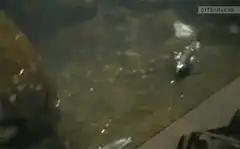 Shrimp swimming in murky water
