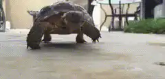 Tortoise walking on patio