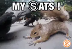 Squirrel gets attacked by pigeons