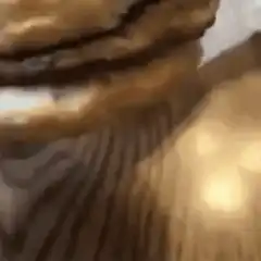 cat looks at hamburger