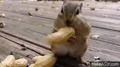 Squirrel stuffing its cheeks with peanuts