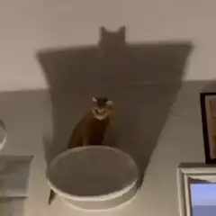 Cat shadow looks like demon