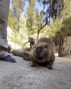 Capybara chewing close up