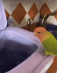 Parrot falls in toilet then bathed in sink
