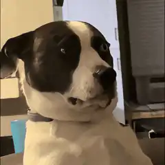 Dog with wide eyes