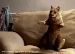 Dancing cat on a couch