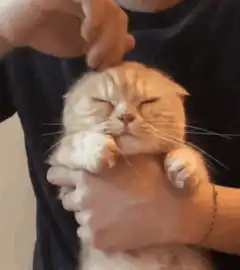 Cat enjoying head scratch