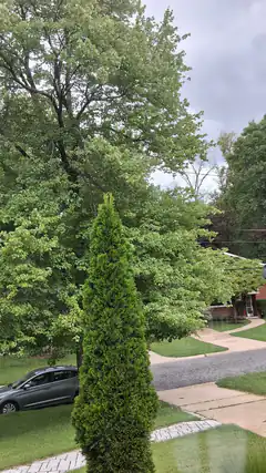 suburban street with trees and car