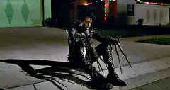 Wolverine sitting on driveway