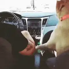 dog shaking hands with driver